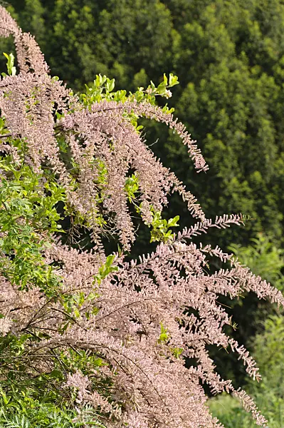 484309 - Tamarisk (Tamarix)