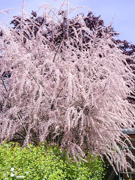 484360 - Tamarisk (Tamarix)