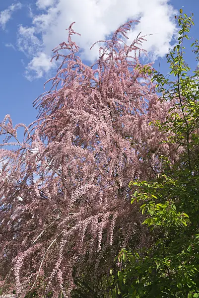 608048 - Tamarisk (Tamarix)