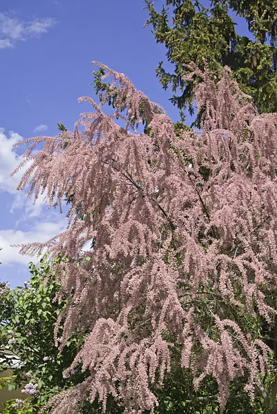 608053 - Tamarisk (Tamarix)