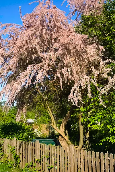 670009 - Tamarisk (Tamarix)