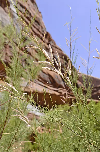 508327 - Tamarisk (Tamarix), Hunters Canyon, Utah, USA