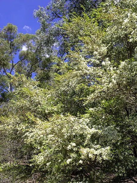 455315 - Tantoon (Leptospermum polygalifolium)
