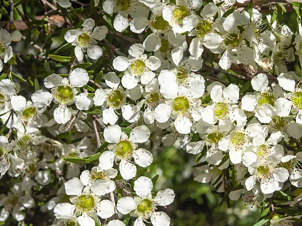 455316 - Tantoon (Leptospermum polygalifolium)