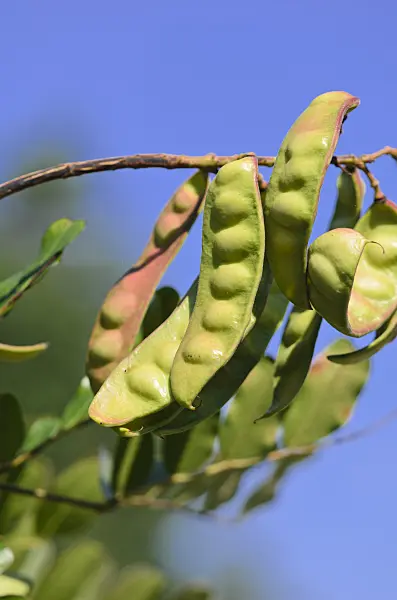 534271 - Tara (Caesalpinia spinosa)