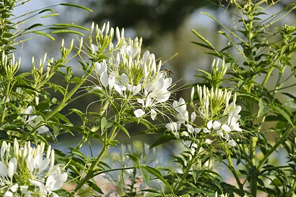 475093 - Tarenaya hassleriana 'Helen Campbell' syn. Cleome hassleriana 'Helen Campbell'