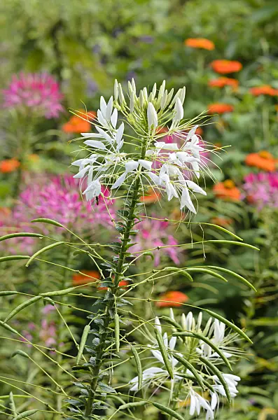 523111 - Tarenaya hassleriana 'Helen Campbell' syn. Cleome hassleriana 'Helen Campbell'