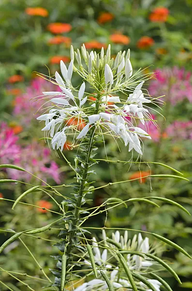 523112 - Tarenaya hassleriana 'Helen Campbell' syn. Cleome hassleriana 'Helen Campbell'