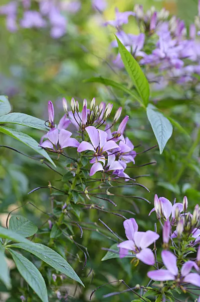 475119 - Tarenaya hassleriana 'Señorita Rosalita' syn. Cleome hassleriana 'Señorita Rosalita'
