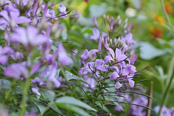 475121 - Tarenaya hassleriana 'Señorita Rosalita' syn. Cleome hassleriana 'Señorita Rosalita'