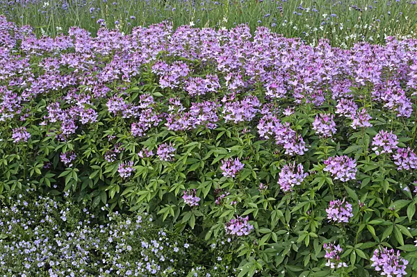 475190 - Tarenaya hassleriana 'Señorita Rosalita' syn. Cleome hassleriana 'Señorita Rosalita'
