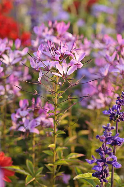 475215 - Tarenaya hassleriana 'Señorita Rosalita' syn. Cleome hassleriana 'Señorita Rosalita'