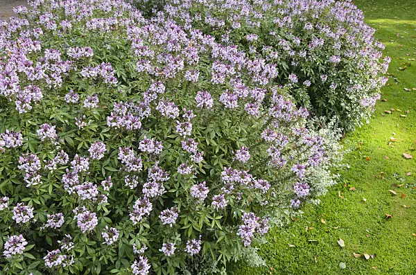 525052 - Tarenaya hassleriana 'Señorita Rosalita' syn. Cleome hassleriana 'Señorita Rosalita'