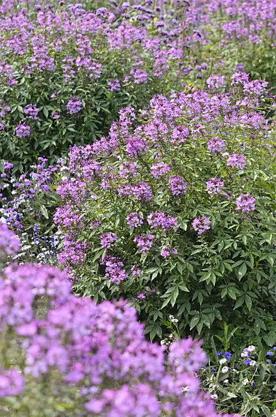 536113 - Tarenaya hassleriana 'Señorita Rosalita' syn. Cleome hassleriana 'Señorita Rosalita'