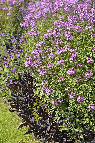 536114 - Tarenaya hassleriana 'Señorita Rosalita' syn. Cleome hassleriana 'Señorita Rosalita'