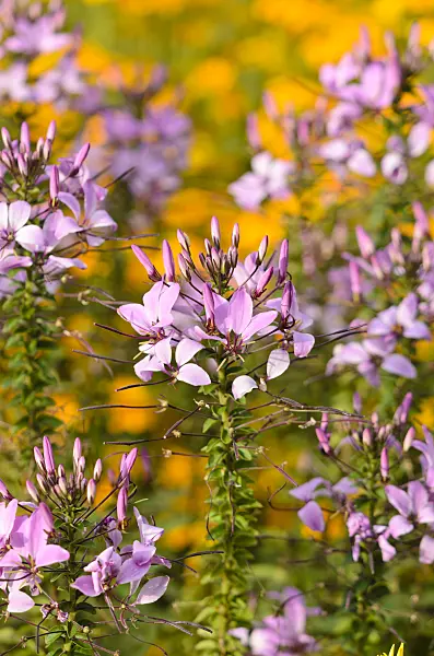547048 - Tarenaya hassleriana 'Señorita Rosalita' syn. Cleome hassleriana 'Señorita Rosalita'
