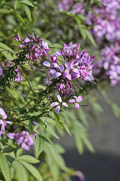 548035 - Tarenaya hassleriana 'Señorita Rosalita' syn. Cleome hassleriana 'Señorita Rosalita'