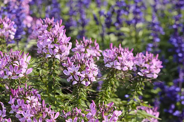 570106 - Tarenaya hassleriana 'Señorita Rosalita' syn. Cleome hassleriana 'Señorita Rosalita'