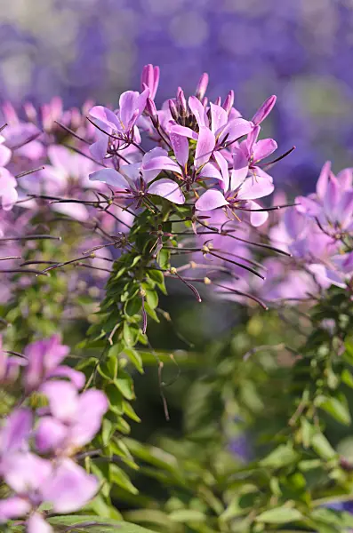 570107 - Tarenaya hassleriana 'Señorita Rosalita' syn. Cleome hassleriana 'Señorita Rosalita'