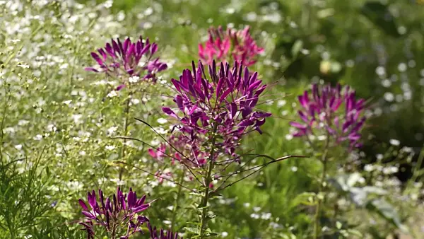 498214 - Tarenaya hassleriana syn. Cleome hassleriana