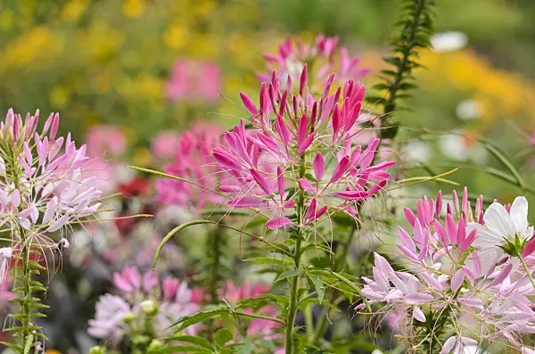 535181 - Tarenaya hassleriana syn. Cleome hassleriana