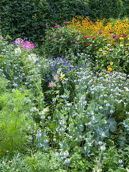 463111 - Tarenaya hassleriana syn. Cleome hassleriana, pavot somnifère (Papaver somniferum), nigelle de Damas (Nigella damascena), zinnia élégant (Zinnia violacea syn. Zinnia elegans) et Coreopsis tinctoria