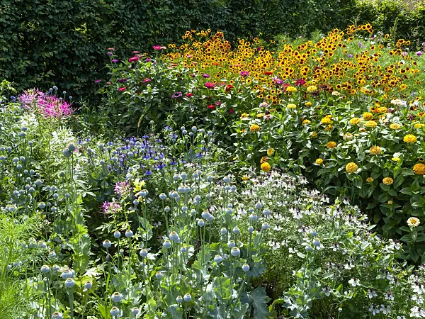 463112 - Tarenaya hassleriana syn. Cleome hassleriana, pavot somnifère (Papaver somniferum), nigelle de Damas (Nigella damascena), zinnia élégant (Zinnia violacea syn. Zinnia elegans) et Coreopsis tinctoria