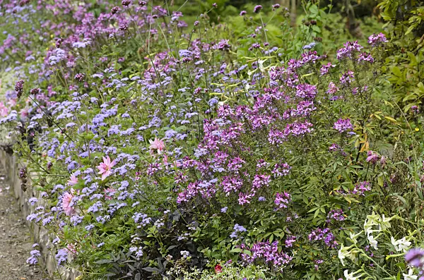 549081 - Tarenaya syn. Cleome, agérates (Ageratum) et dahlias (Dahlia)