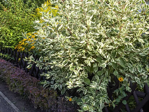 463145 - Tartarian dogwood (Cornus alba)