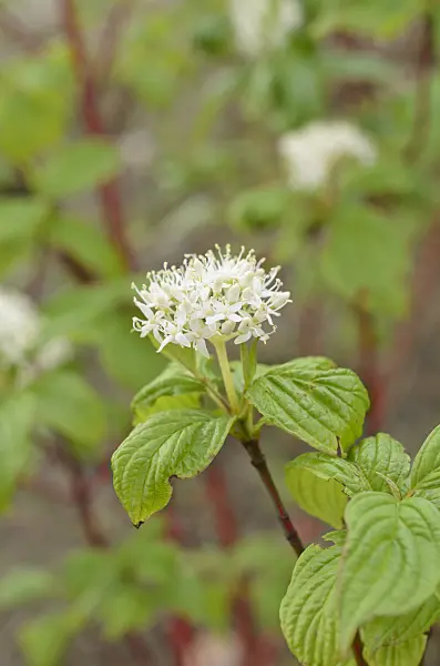 507186 - Tartarian dogwood (Cornus alba)
