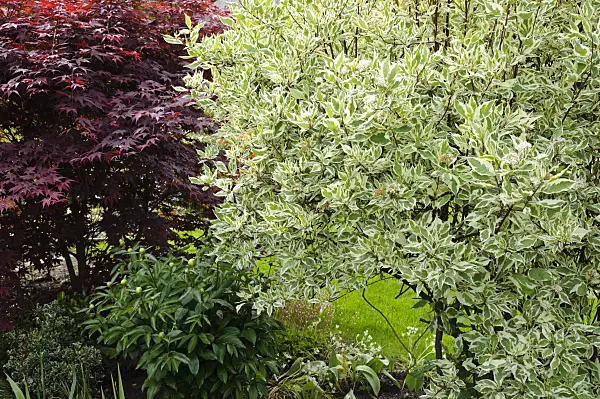 484342 - Tartarian dogwood (Cornus alba) and Japanese maple (Acer palmatum 'Atropurpureum')