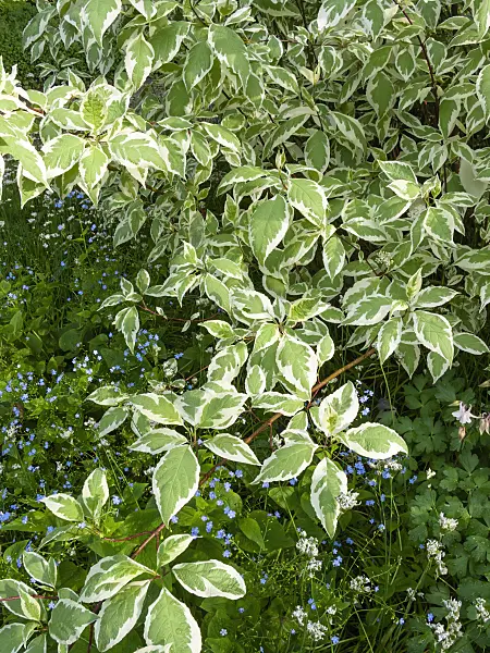 401248 - Tartarian dogwood (Cornus alba 'Argenteomarginata')