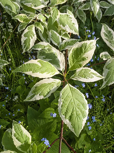 401249 - Tartarian dogwood (Cornus alba 'Argenteomarginata')