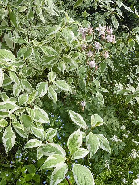 401250 - Tartarian dogwood (Cornus alba 'Argenteomarginata') and columbine (Aquilegia)