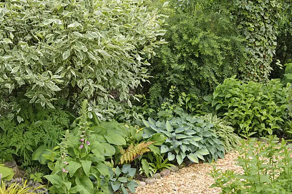 473099 - Tartarian dogwood (Cornus alba), common foxglove (Digitalis purpurea) and plantain lily (Hosta)