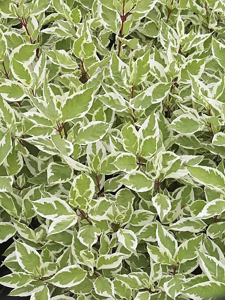 471379 - Tartarian dogwood (Cornus alba 'Ivory Halo')
