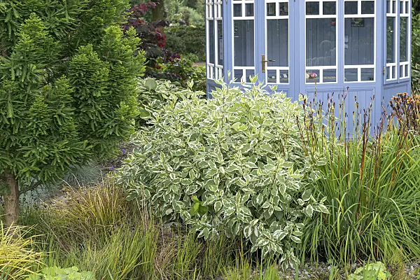 625161 - Tartarian dogwood (Cornus alba 'Ivory Halo')