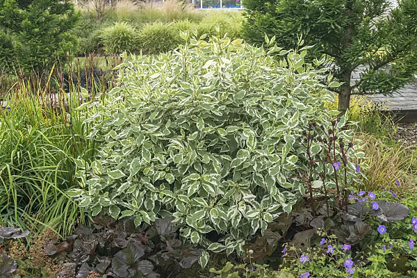 625162 - Tartarian dogwood (Cornus alba 'Ivory Halo')