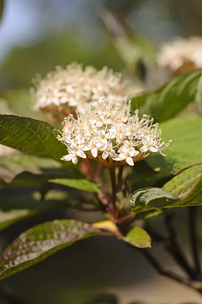 471341 - Tartarian dogwood (Cornus alba 'Kesselringii')
