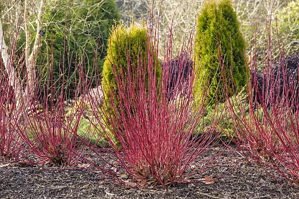 593054 - Tartarian dogwood (Cornus alba 'Sibirica')