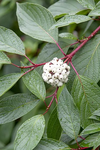 616191 - Tartarian dogwood (Cornus alba 'Sibirica')