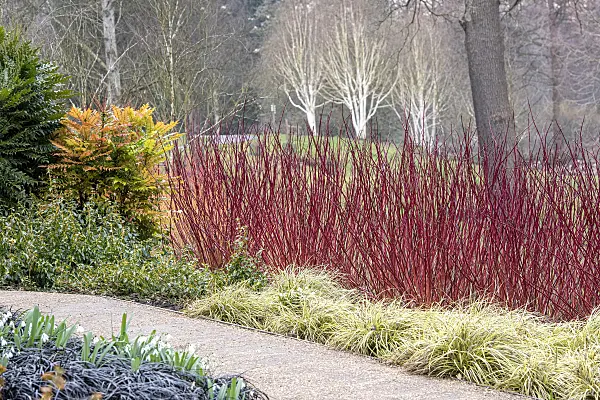616190 - Tartarian dogwood (Cornus alba 'Sibirica') and Japanese sedge (Carex oshimensis 'Everillo' syn. Carex hachijoensis 'Everillo')