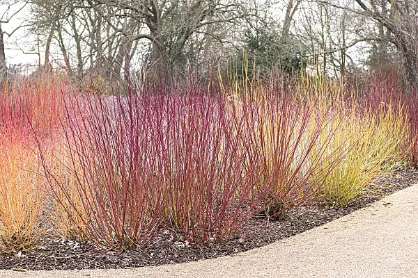 638058 - Tartarian dogwood (Cornus alba 'Sibirica Ruby'), common dogwood (Cornus sanguinea 'Winter Beauty') and red osier dogwood (Cornus sericea 'Budd's Yellow' syn. Cornus stolonifera 'Budd's Yellow')
