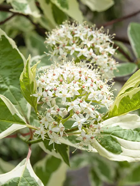 437372 - Tartarian dogwood (Cornus alba 'Sibirica Variegata')