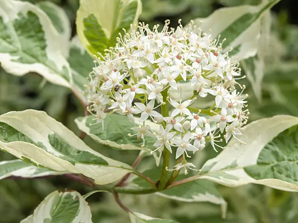 437373 - Tartarian dogwood (Cornus alba 'Sibirica Variegata')