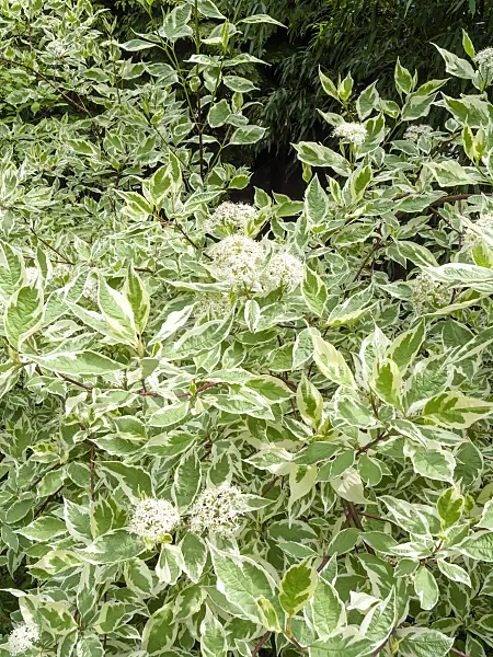 437374 - Tartarian dogwood (Cornus alba 'Sibirica Variegata')