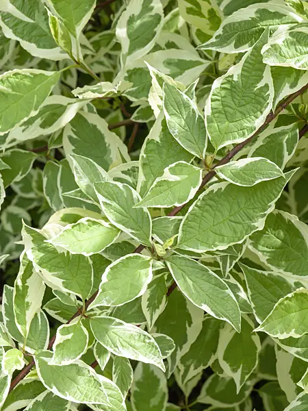 437375 - Tartarian dogwood (Cornus alba 'Sibirica Variegata')