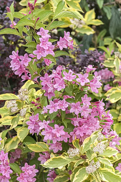 638059 - Tartarian dogwood (Cornus alba 'Spaethii') and Weigela florida 'Styriaca'