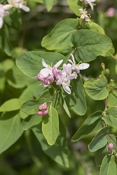 607130 - Tartarian honeysuckle (Lonicera tatarica)