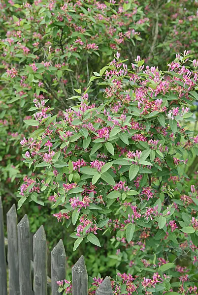502251 - Tartarian honeysuckle (Lonicera tatarica 'Hack's Red')